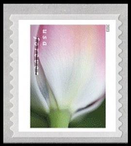 Stamp, Tulip Blossoms, United States of America,  , Flowers, Plants (Flora), Tulips