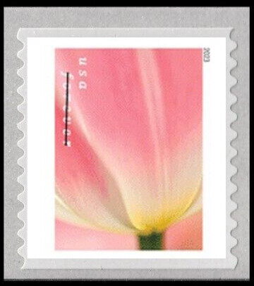 Tulip Blossoms