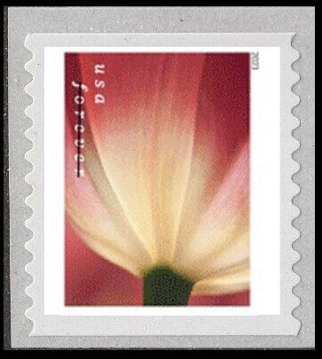 Tulip Blossoms