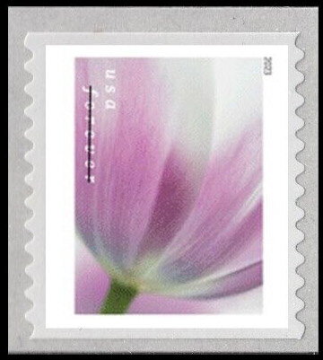 Tulip Blossoms