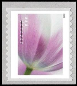Stamp, Tulip Blossoms, United States of America,  , Flowers, Plants (Flora), Tulips