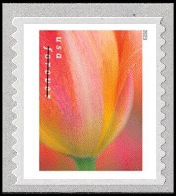 Tulip Blossoms