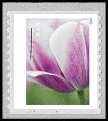 Tulip Blossoms