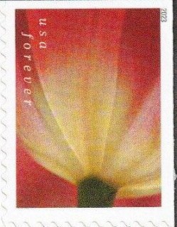 Tulip Blossoms