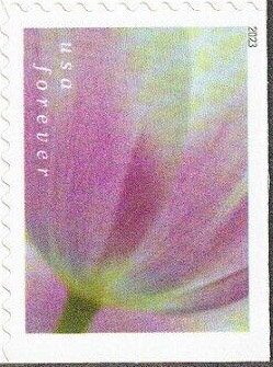 Tulip Blossoms
