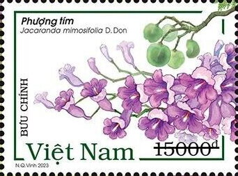 Blue Jacaranda (Jacaranda mimosifolia)