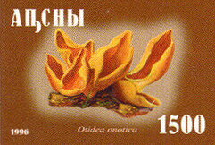Otidea onotica