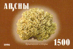 Sparassis crispa
