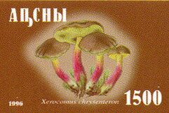 Xerocomus chrysenteron
