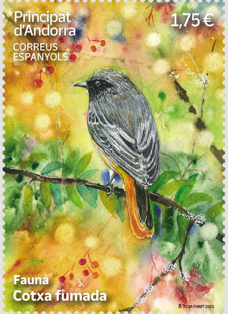 Black Redstart (Phoenicurus ochruros)