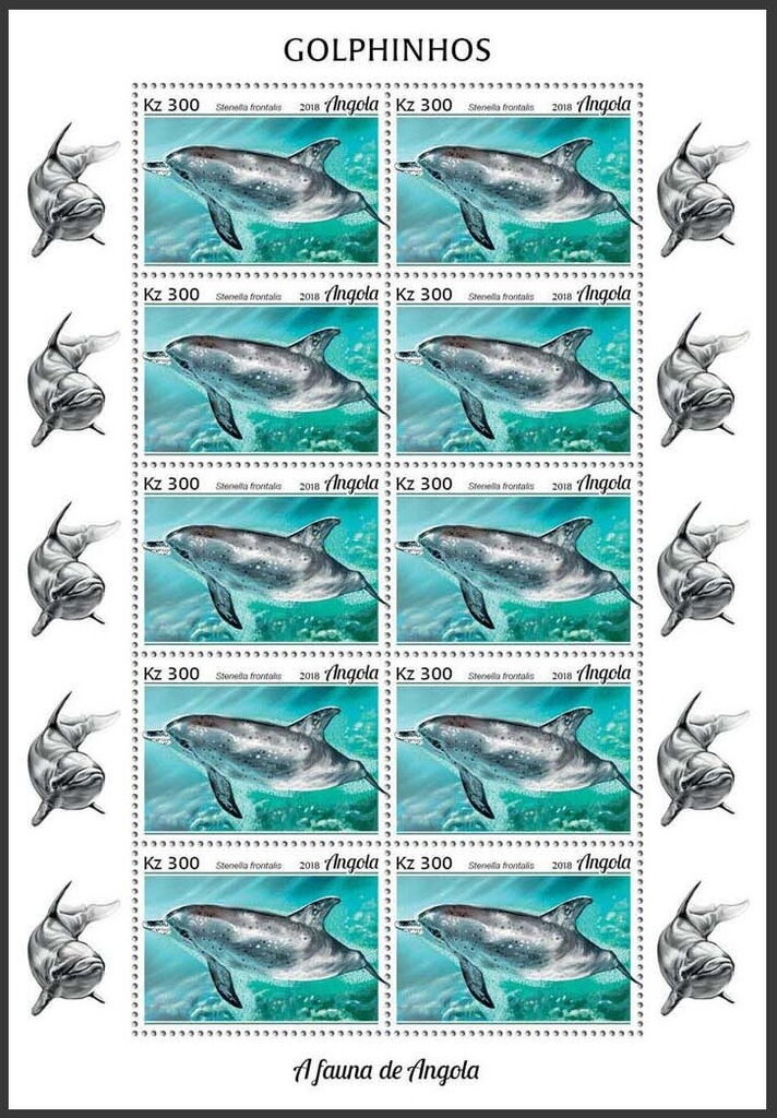 Atlantic Spotted Dolphin (Stenella frontalis)