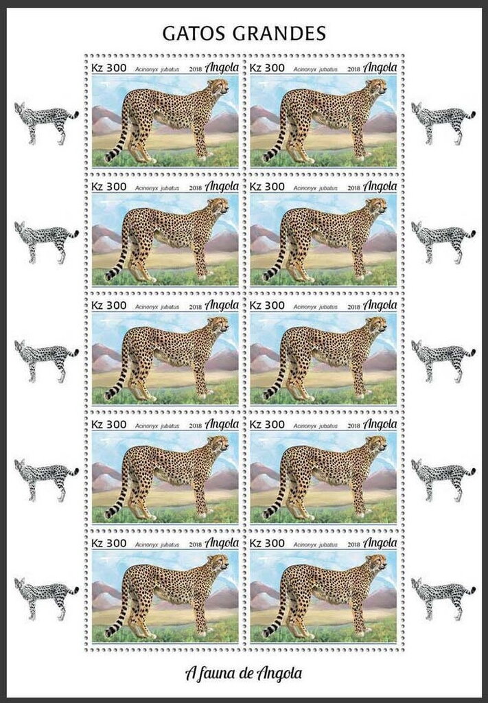 Cheetah (Acinonix jubatus)