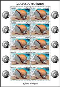 Full Pane, Giant Tun (Tonna galea), Angola,  , Animals (Fauna), Molluscs, Sea Life, Shells
