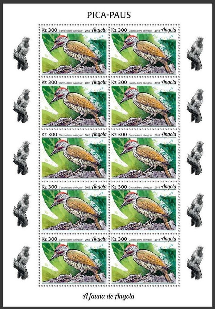 Golden-tailed Woodpecker (Campethera abingoni)