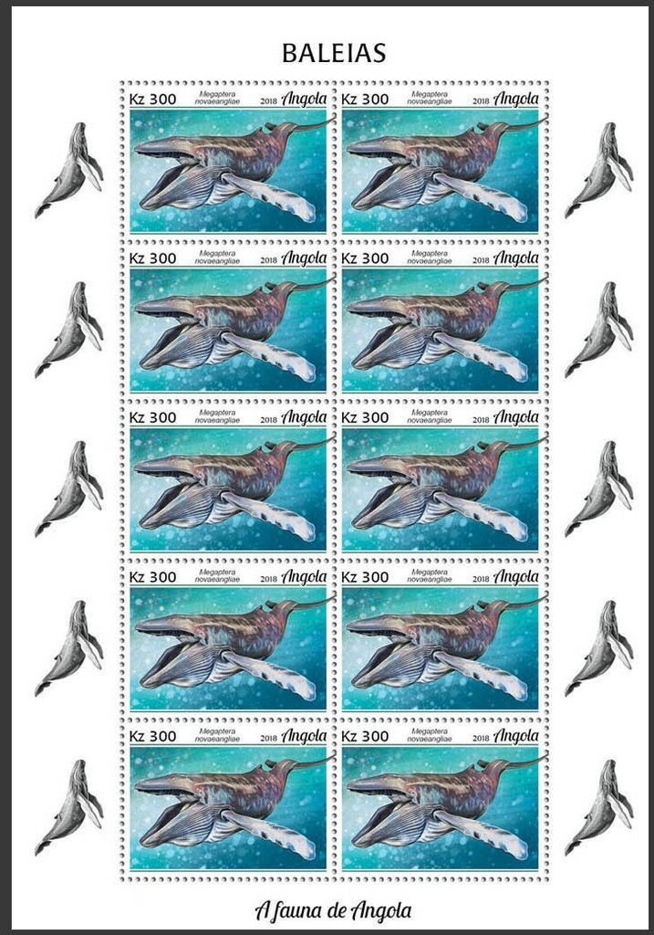 Humpback Whale (Megaptera novaeangliae)