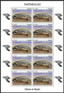 Full Pane, Olive Ridley Sea Turtle (Lepidochelys olivacea), Angola,  , Animals (Fauna), Reptiles, Sea Life, Turtles