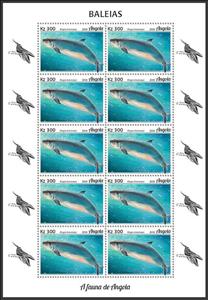 Full Pane, Pygmy Sperm Whale (Kogia breviceps), Angola,  , Animals (Fauna), Sea (Marine) Mammals, Sea Life, Whales
