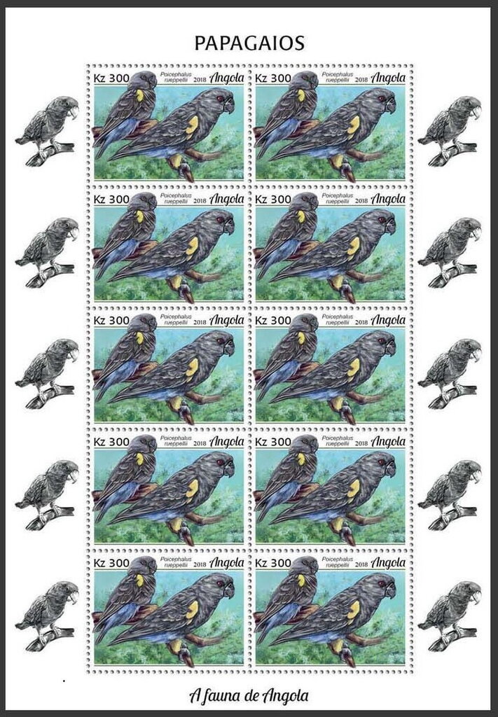 Rüppell's Parrot (Poicephalus rueppellii)