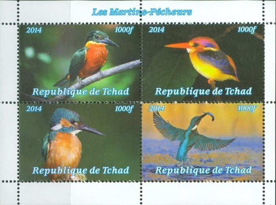 Kingfisher Birds