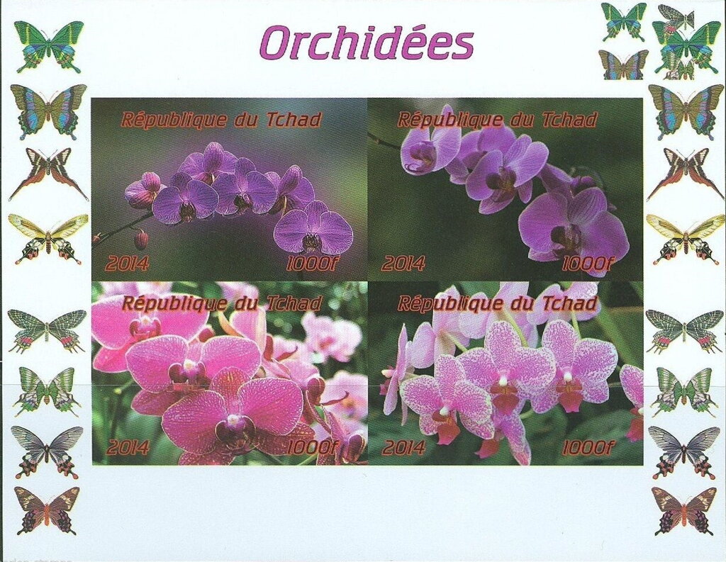 Orchides