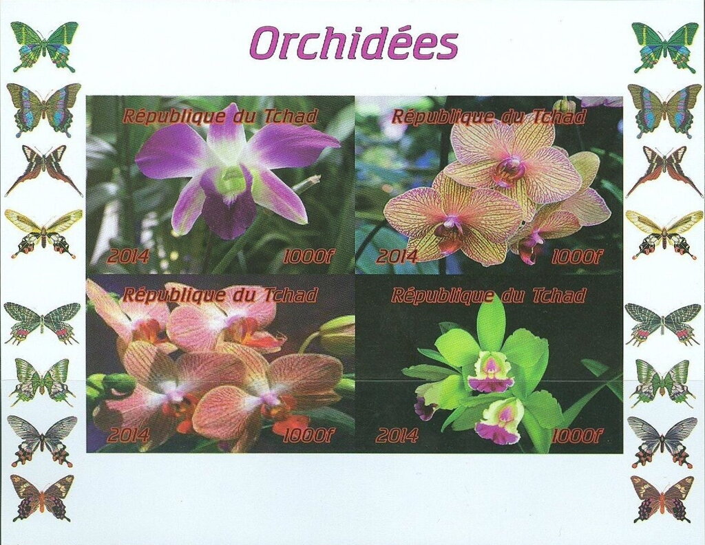 Orchides