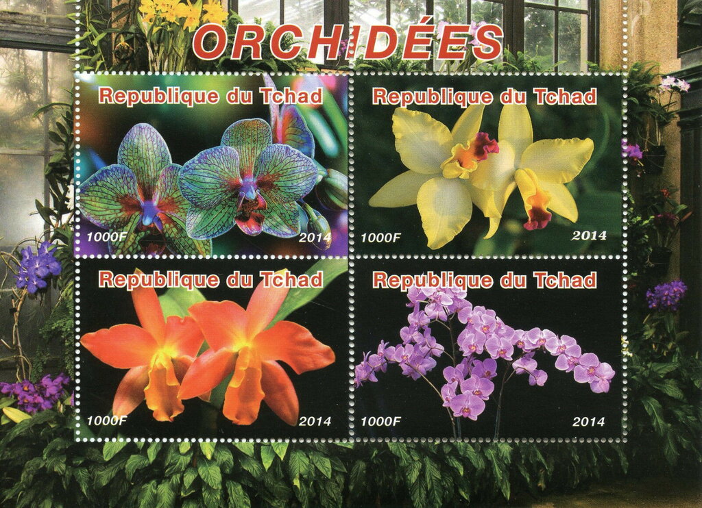 Orchides