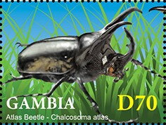 Atlas Beetle (Chalcosoma atlas)