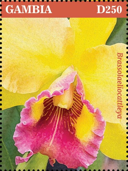 Brassolaeliocattleya
