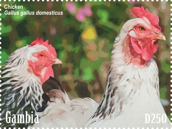 Chicken (Gallus galius domesticus)