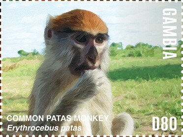 Common Patas Monkey (Erythrocebus patas)