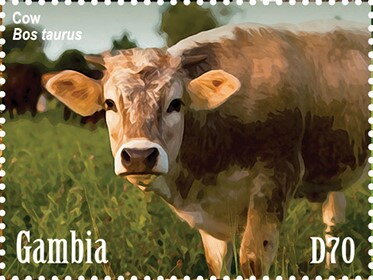 Cow (Bas taurus)