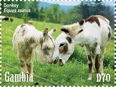 Donkey (Equus asinus)