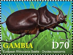 European Rhinoceros Beetle (Orycles nasicomis)