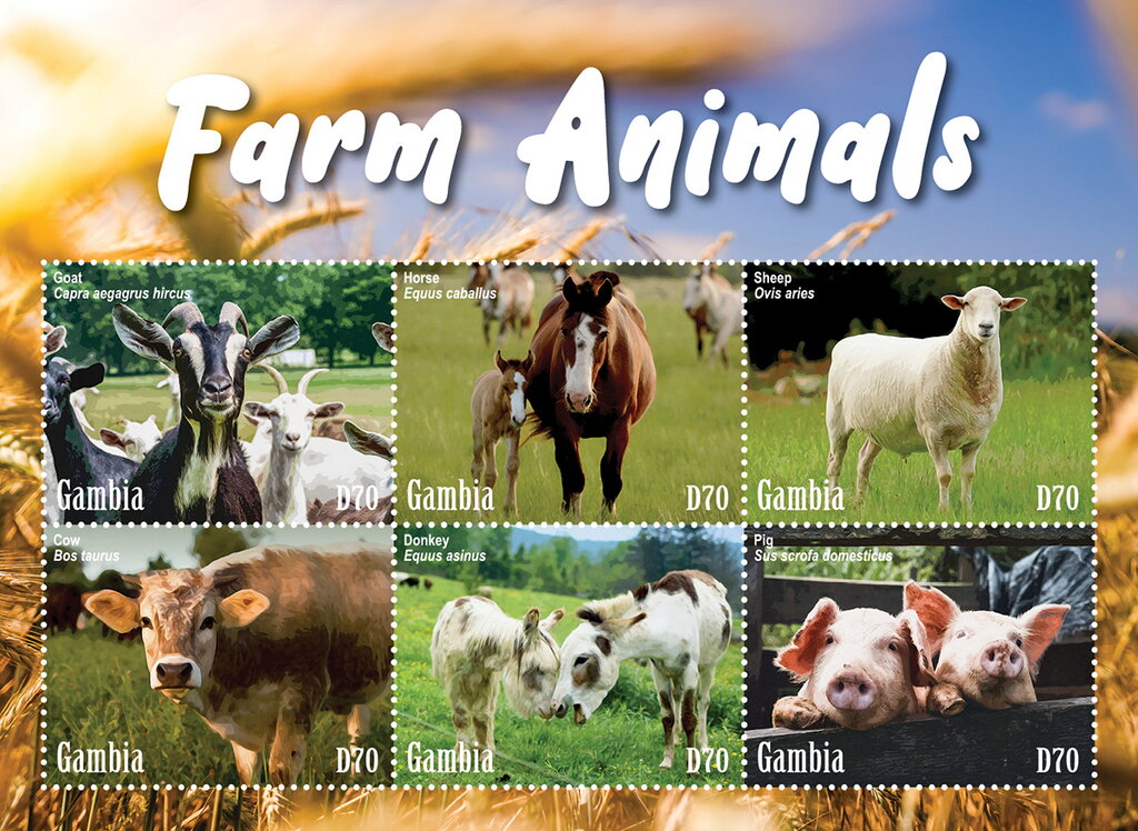 Farm Animals