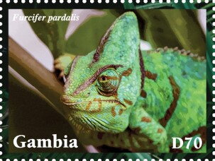 Furcifer pardalis