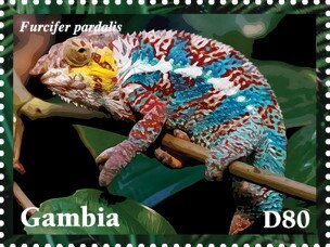 Furcifer pardalis