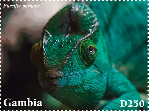 Furcifer pardalis