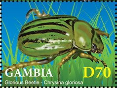 Glorious Beetle (Chrysina gloriosa)