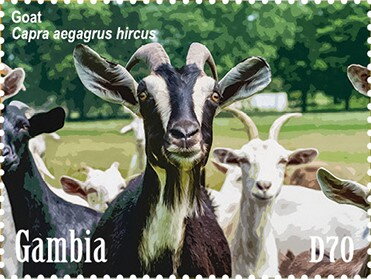 Goat (Capra aegragus hircus)