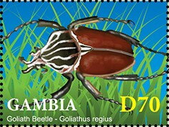 Goliath Beetle (Goliathus regius)
