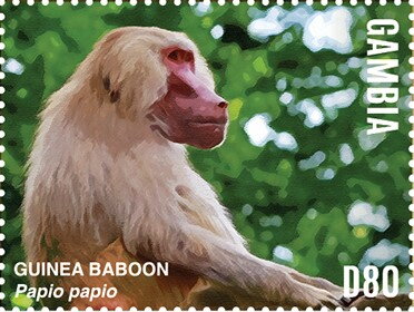 Guinea Baboon (Papio papio)