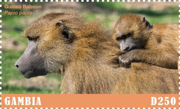 Guinea baboon (Papio papio)