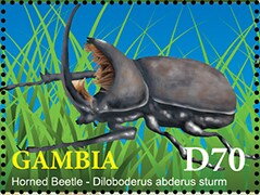 Horned Beetle (Diloboderus abdenus sturm)