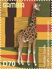Kordofan Giraffe (Giraffa camelopardalis antiquorum)