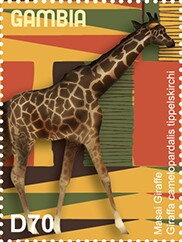Massai Giraffe (Giraffa camelopardalis tippelskirchi)