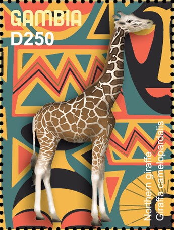Northern Giraffe (Giraffa camelopardalis)