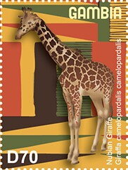 Nubian Giraffe (Giraffa camelopardalis camelopardalis)