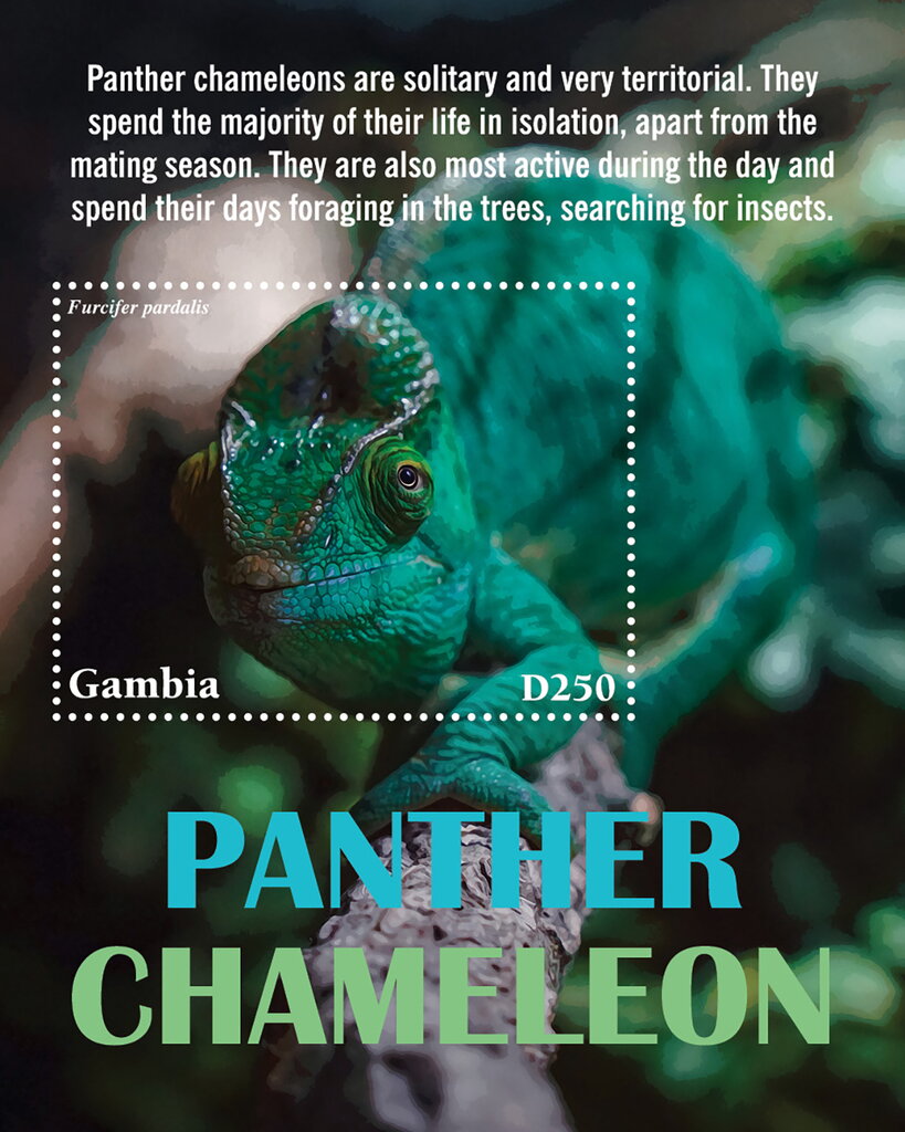 Panther Chameleon