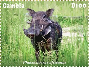 Phacochoerus africanus