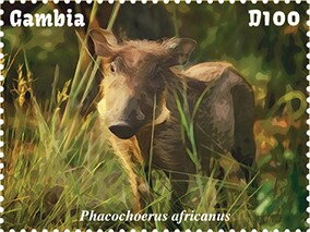 Phacochoerus africanus